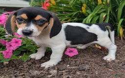 Beagle dogs for sale: Chocolate - Image 9