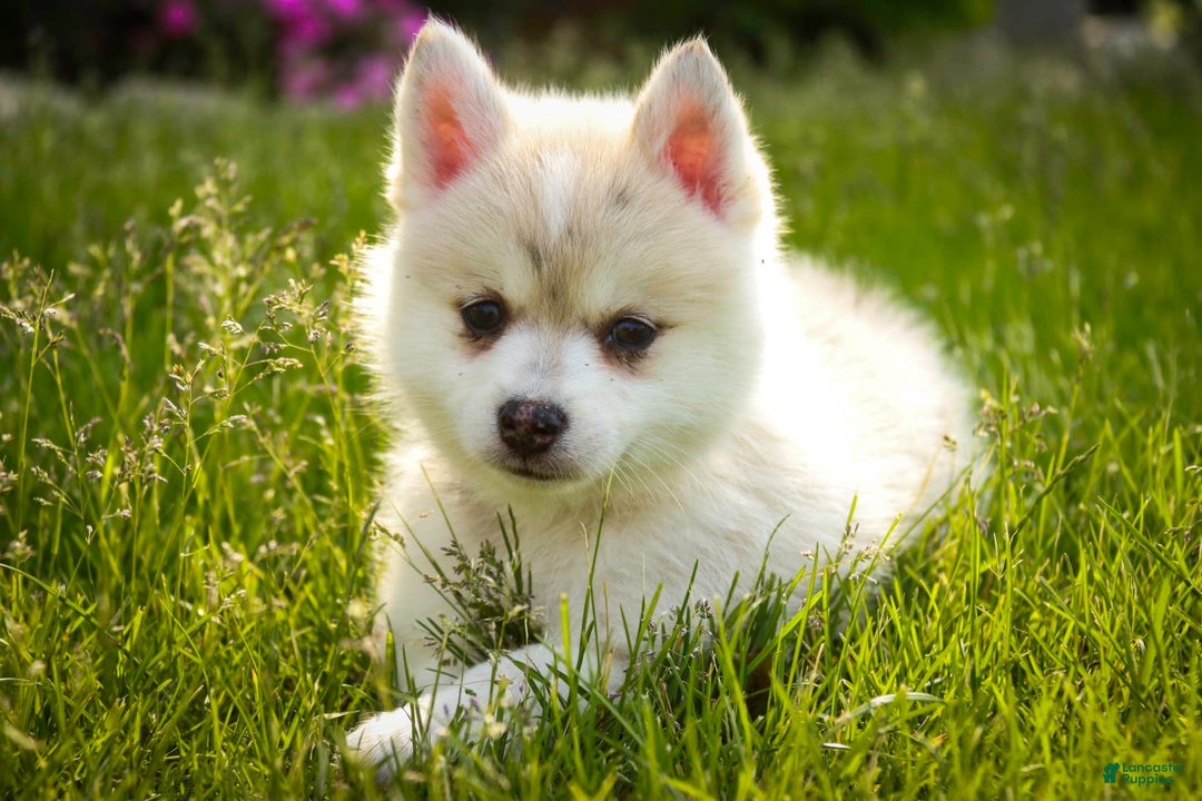 Pomsky dogs for sale: Blaze - Image 1