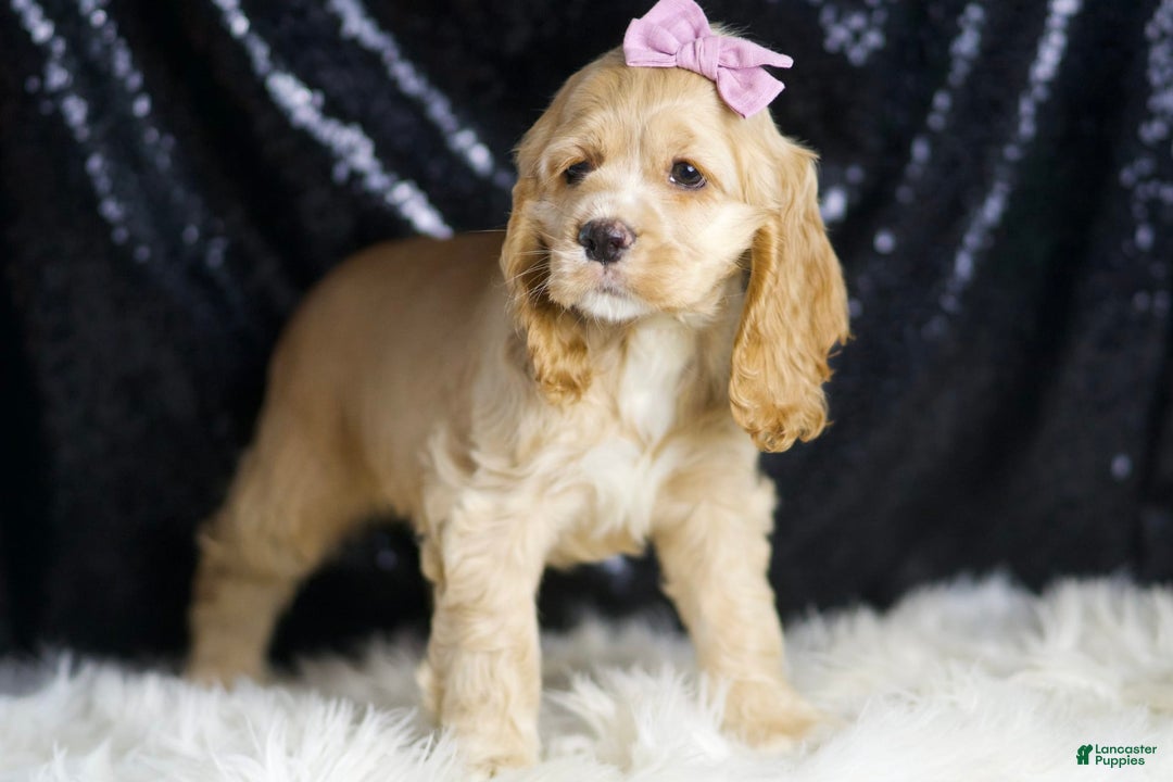 Cocker Spaniel dogs for sale: Kissi - Image 4