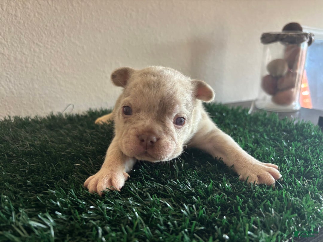French Bulldog dogs for sale: Duke - Image 2