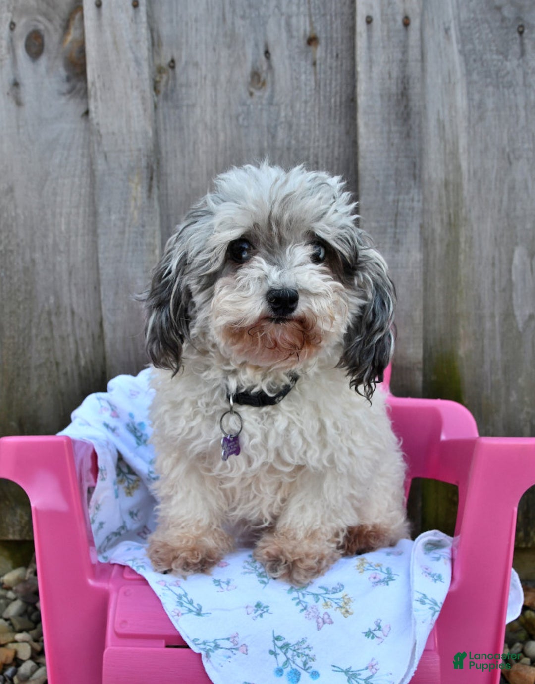 Toy Poodle dogs for sale: Gia - Image 1