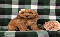 Cockapoo dogs for sale: Egypt - Image 10