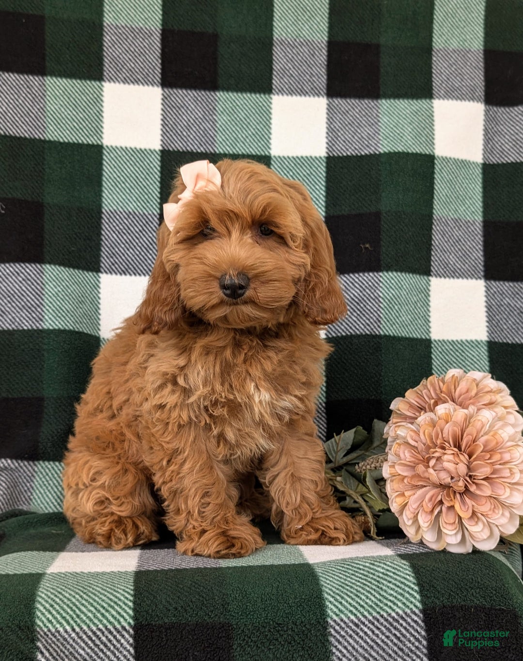Cockapoo dogs for sale: Egypt - Image 10