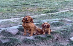 Bloodhound dogs for sale: Red - Image 12