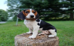 Beagle dogs for sale: Max - Image 3