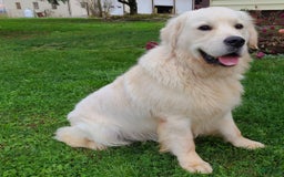 Golden Retriever dogs for sale: Marlow - Image 3