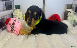 Miniature Dachshund dogs for sale: James - Image 12