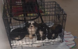 Shih Tzu dogs for sale: G Baby - Image 6
