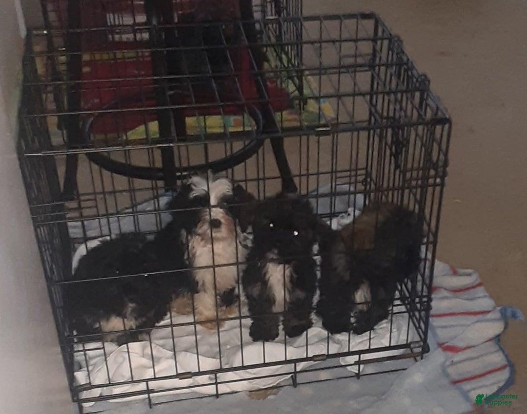 Shih Tzu dogs for sale: G Baby - Image 6