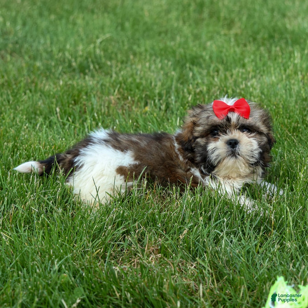 Shih Tzu dogs for sale: Lucky - Image 2