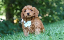 Cavapoo dogs for sale: Jude - Image 5