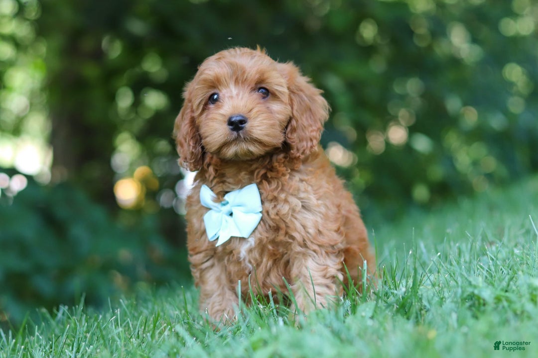 Cavapoo dogs for sale: Jude - Image 5