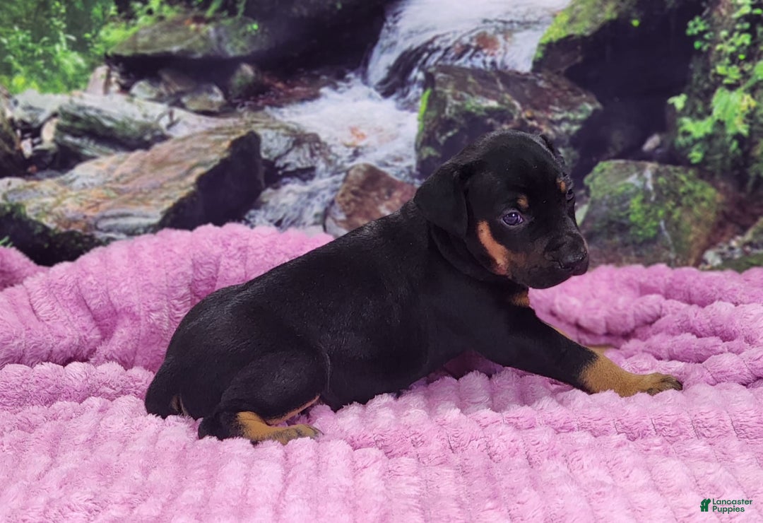 Catahoula Leopard Dog dogs for sale: Luna 2025 Female 4 - Image 2