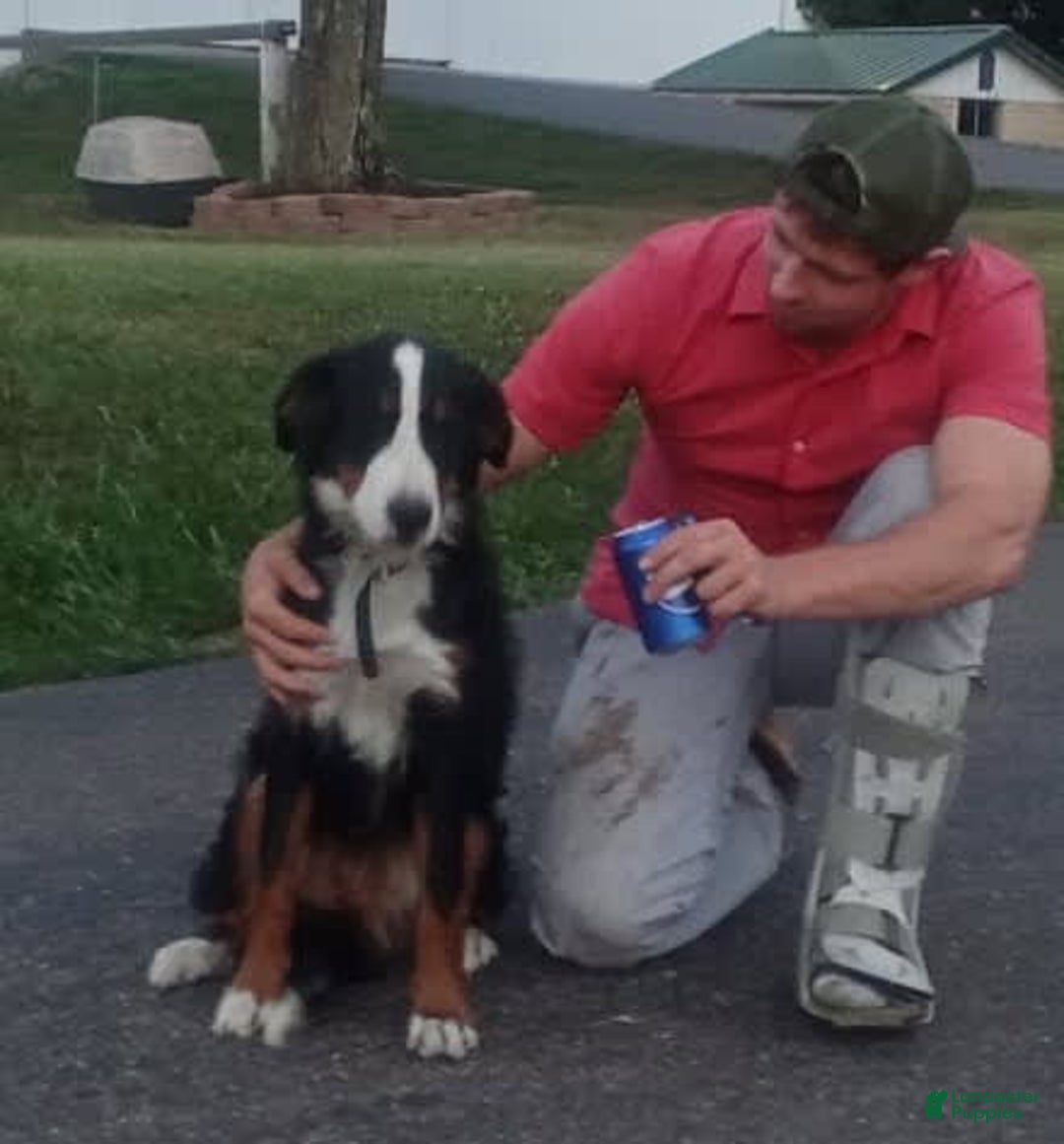 Bernedoodle dogs for sale: Annabelle - Image 11