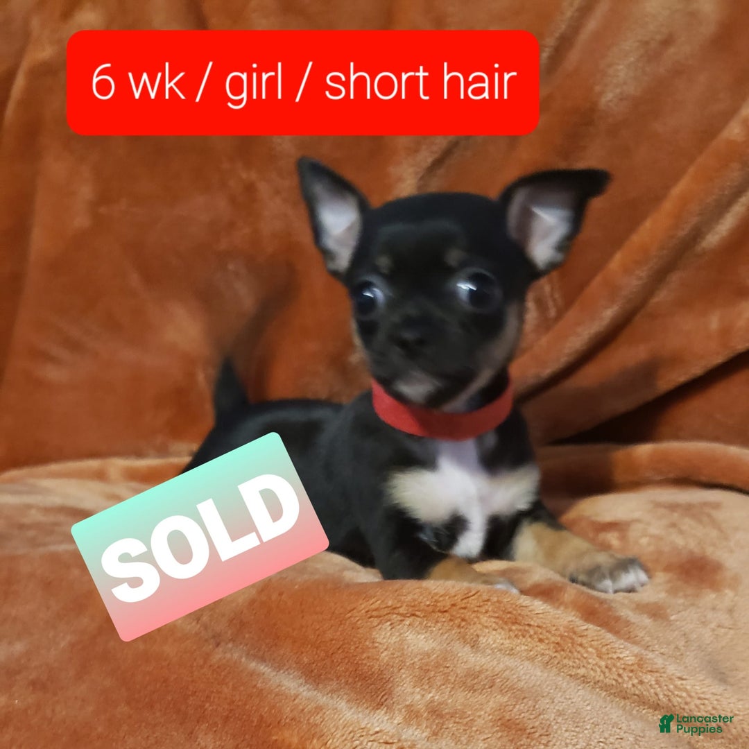 Chihuahua dogs for sale: Chihuahua 4 puppies - Image 2
