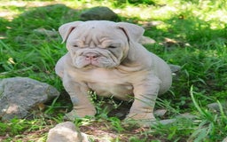 English Bulldog dogs for sale: Lyla - Image 17