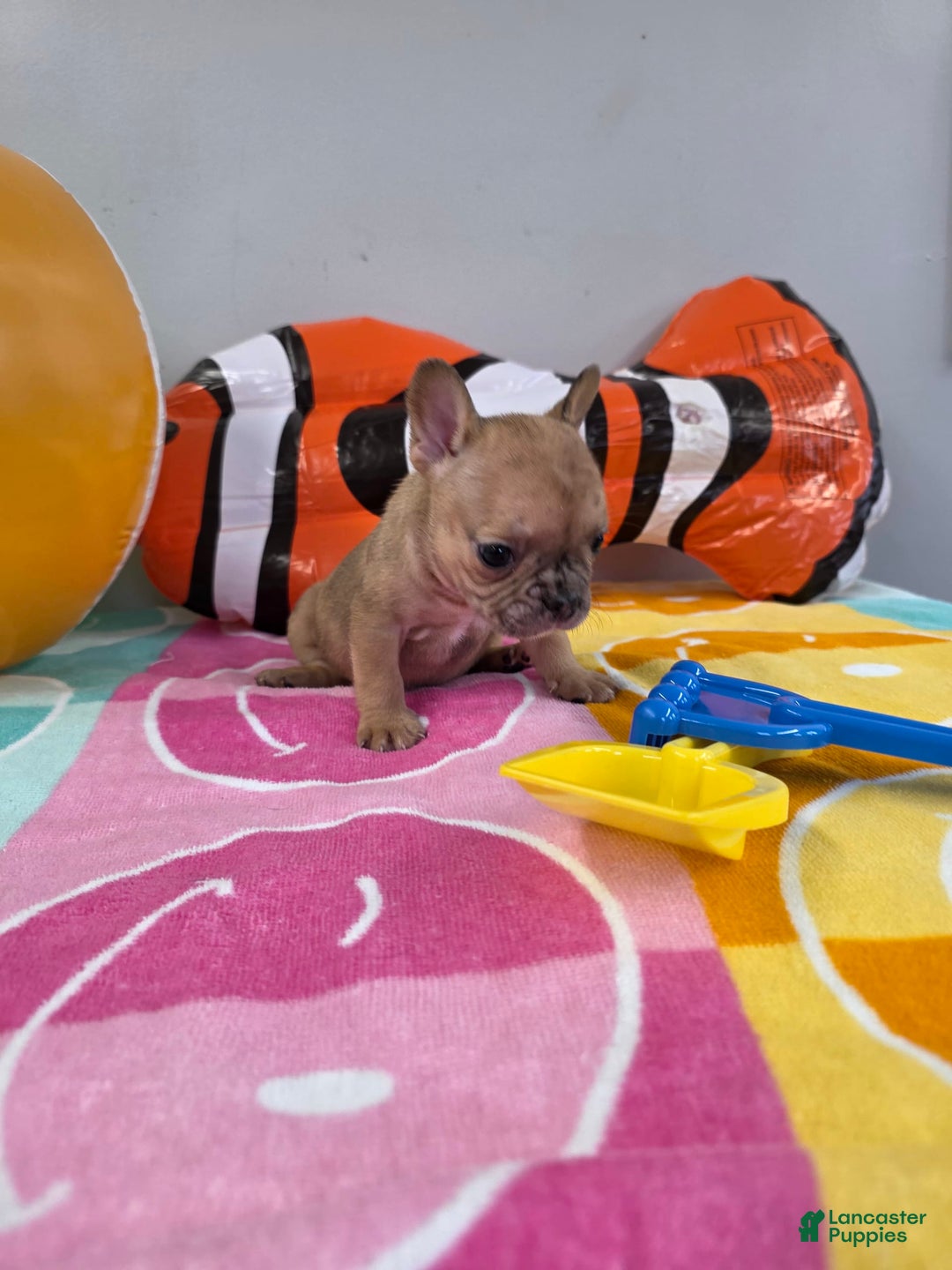 French Bulldog dogs for sale: French Bulldog 5 puppies - Image 15