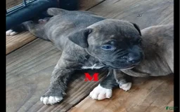American Pit Bull Terrier dogs for sale: Jack - Image 5