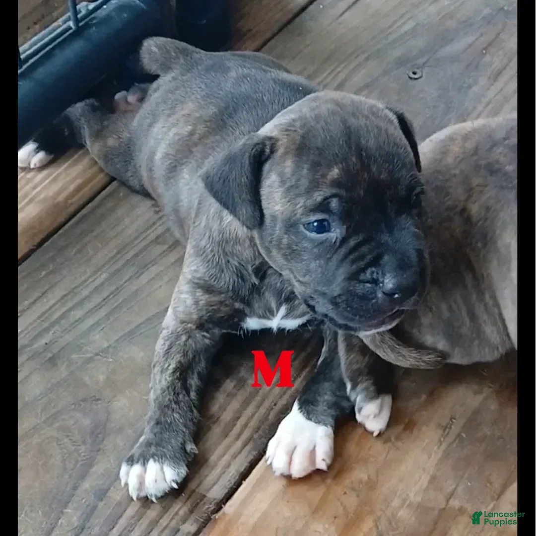 American Pit Bull Terrier dogs for sale: Jack - Image 5