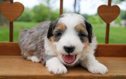 Mini Bernedoodle dogs for sale: Luke - Image 33