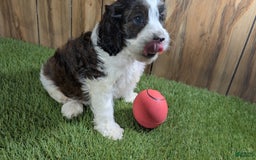 Cavapoo dogs for sale: Cocoa Girl 2 - Image 2
