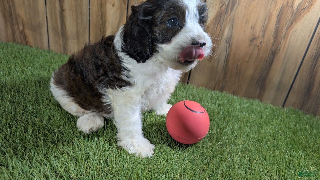 Cavapoo dogs for sale: Cocoa Girl 2 - Image 2