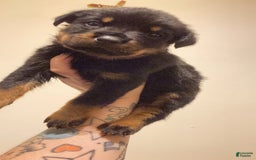 Rottweiler dogs for sale: Romeo - Image 3
