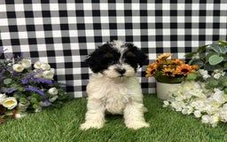 Maltipoo dogs for sale: Daphne - Image 5