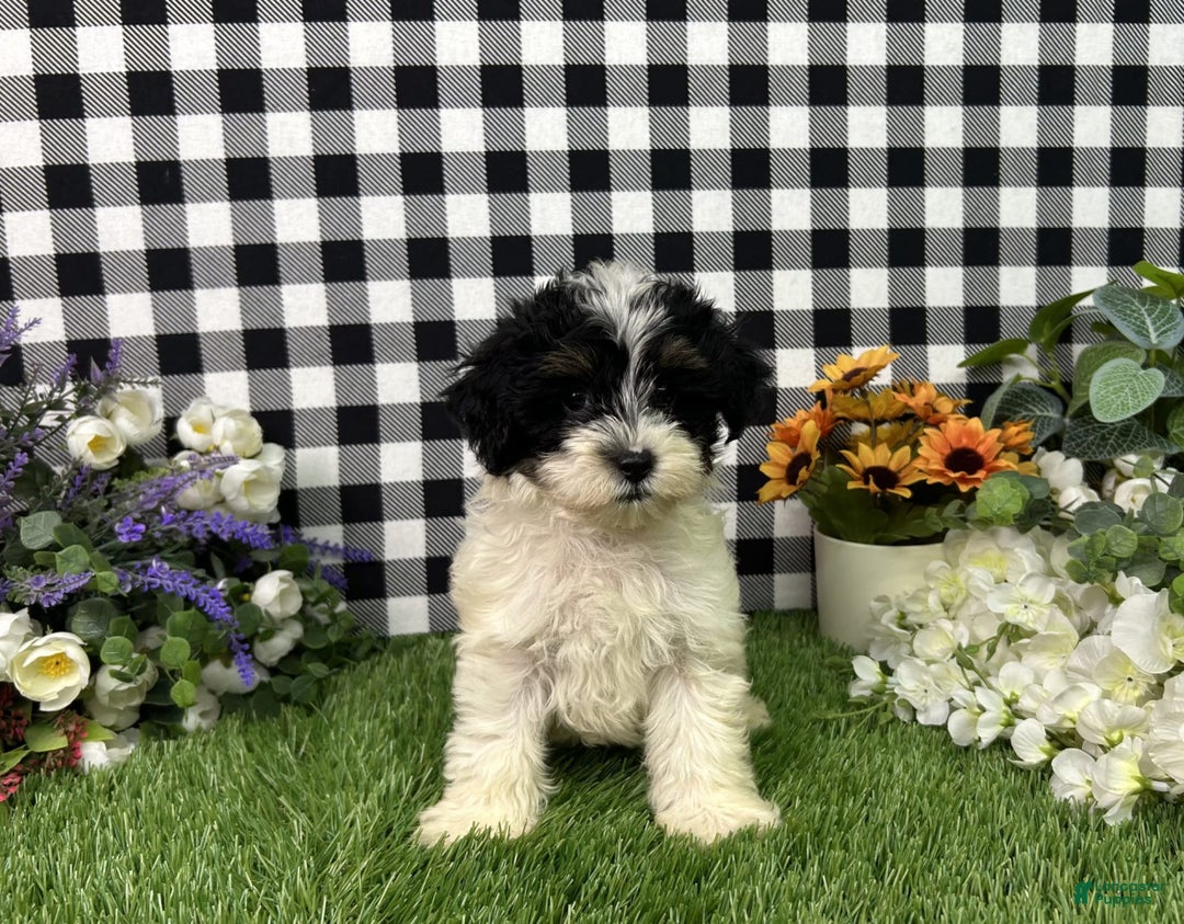 Maltipoo dogs for sale: Daphne - Image 5