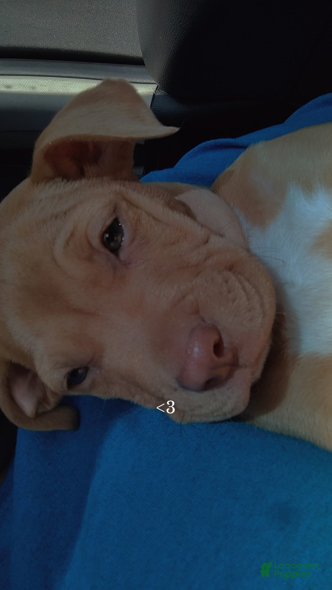 American Pit Bull Terrier dogs for sale: Honey - Image 4
