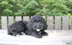 Mini Goldendoodle dogs for sale: Kevin - Image 8