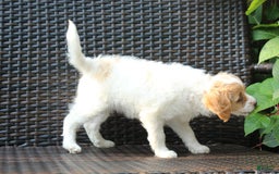 Miniature Poodle dogs for sale: Latisha - Image 3
