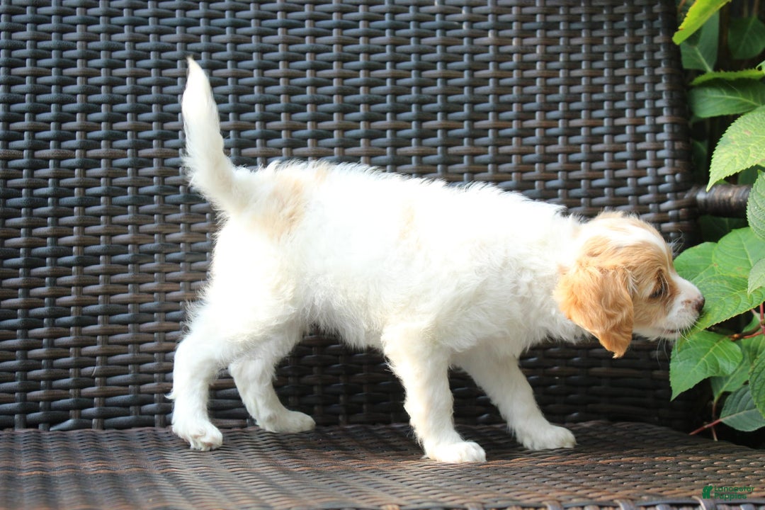 Miniature Poodle dogs for sale: Latisha - Image 3