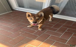 Shiba Inu dogs for sale: Tsuki - Image 5