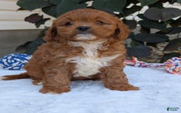 Cavapoo dogs for sale: Sara - Image 9