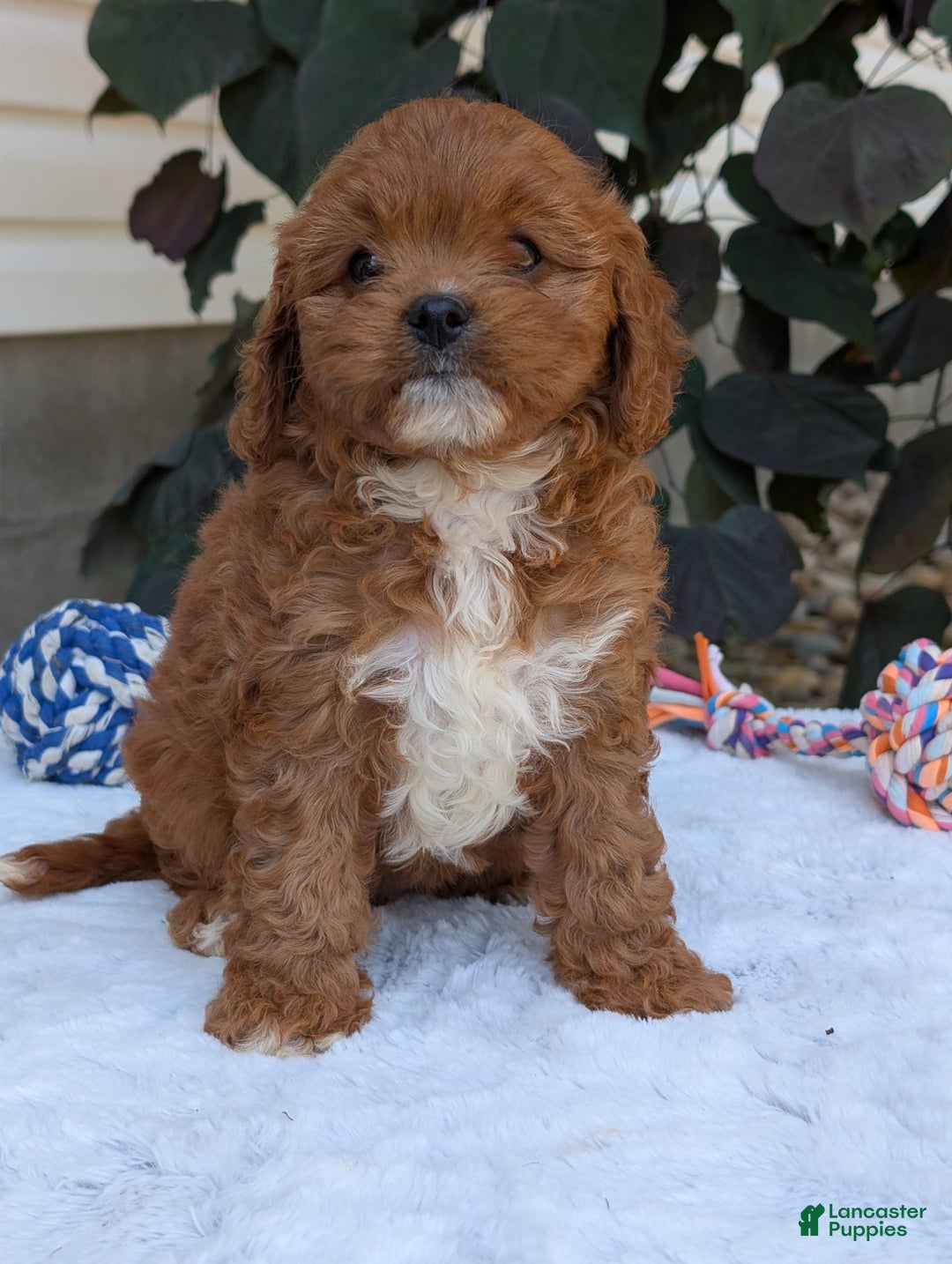 Cavapoo dogs for sale: Sara - Image 9