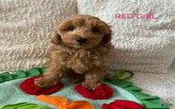 Maltipoo dogs for sale: Maltipoo 2 puppies - Image 4