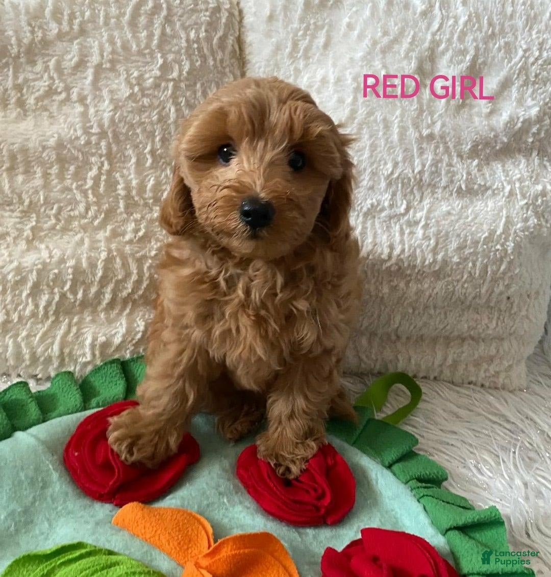 Maltipoo dogs for sale: Maltipoo 2 puppies - Image 4