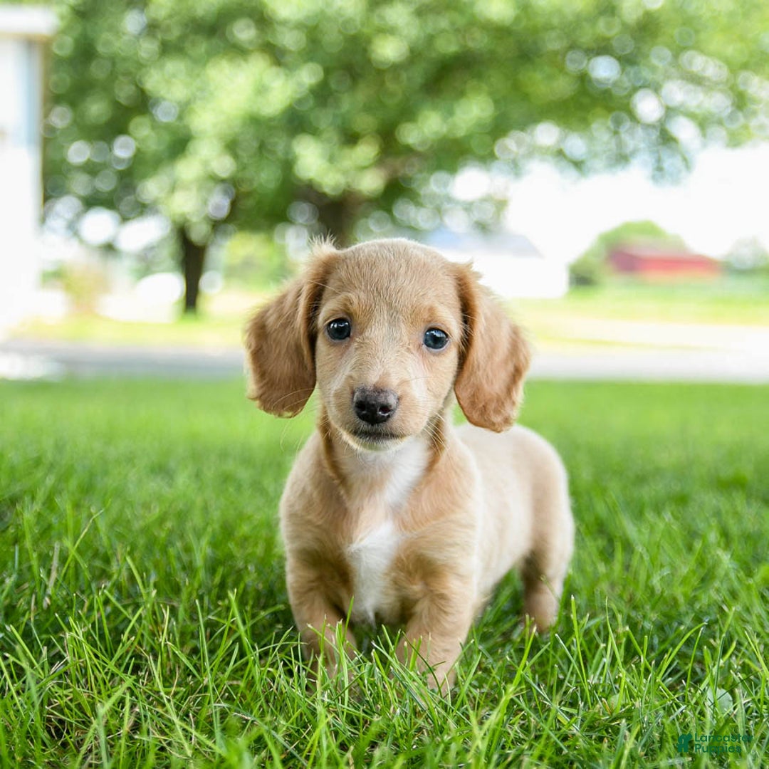 Miniature Dachshund dogs for sale: Firecracker - Image 7