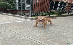American Bully dogs for sale: Ruby - Image 1