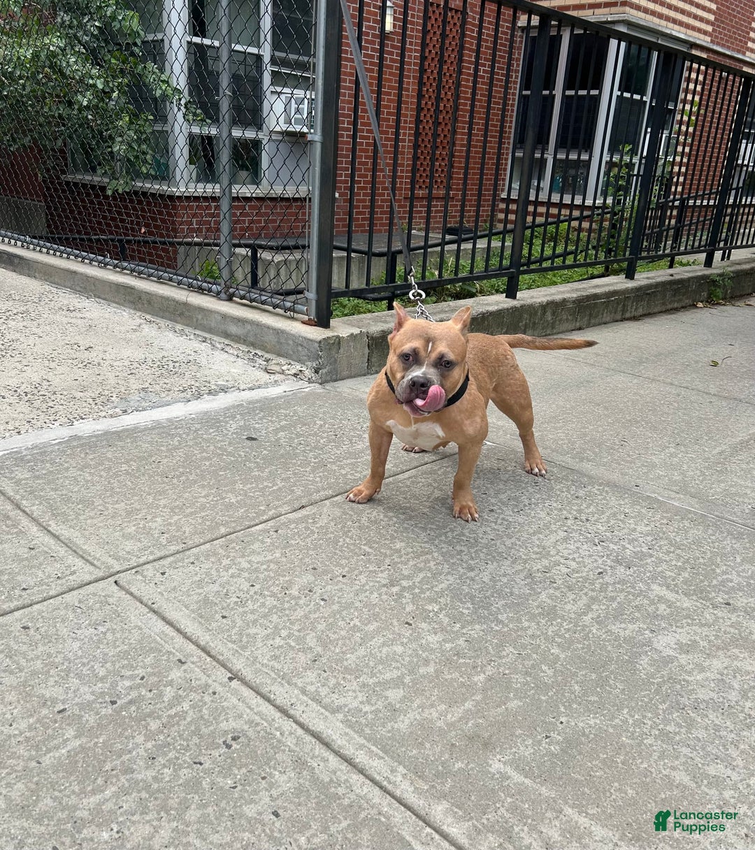 American Bully dogs for sale: Ruby - Image 1