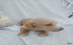 Miniature Dachshund dogs for sale: Elmer - Image 1