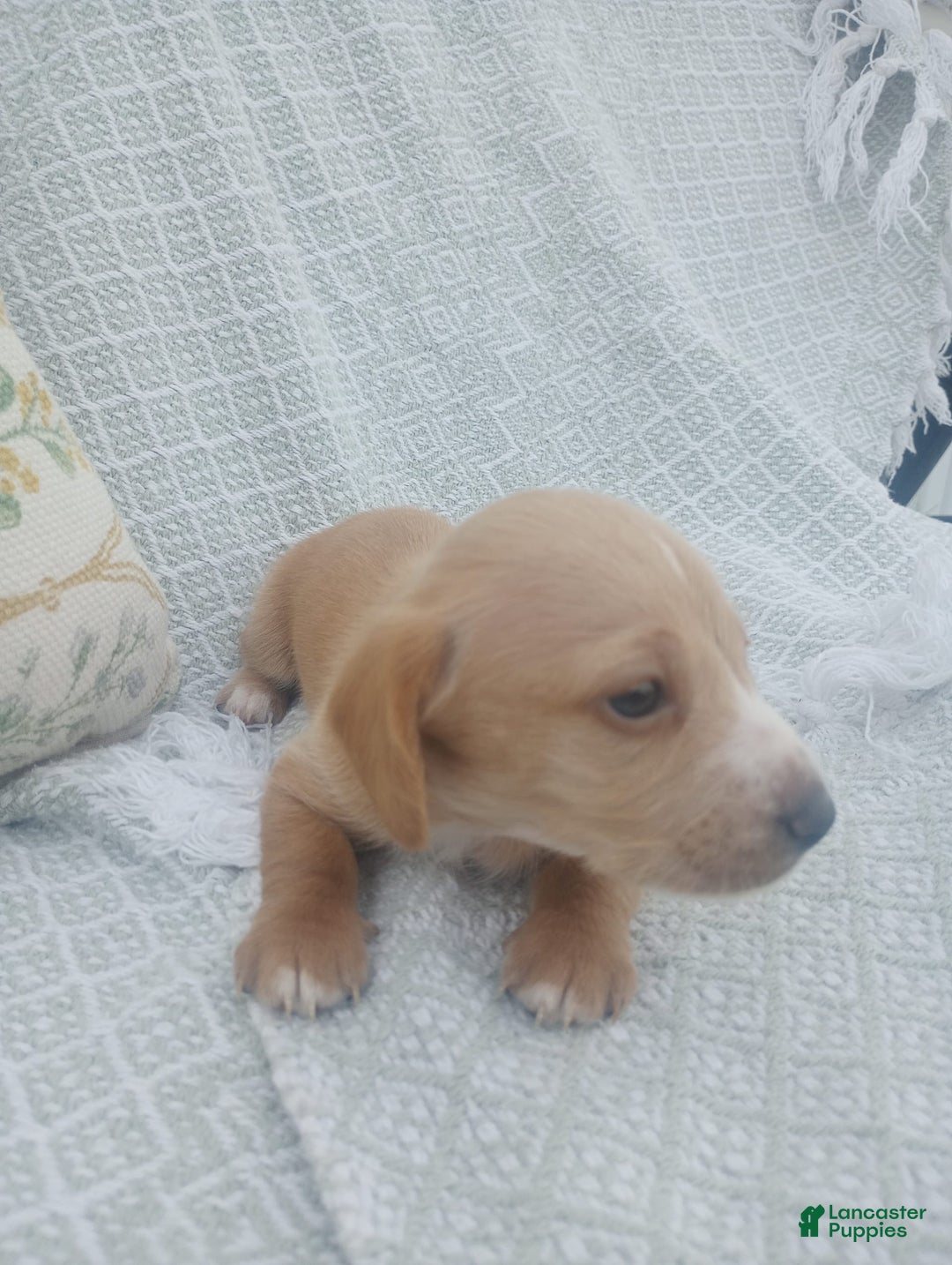 Miniature Dachshund dogs for sale: Elmer - Image 1