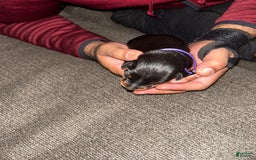 Doberman Pinscher dogs for sale: Purple Collar - Image 5
