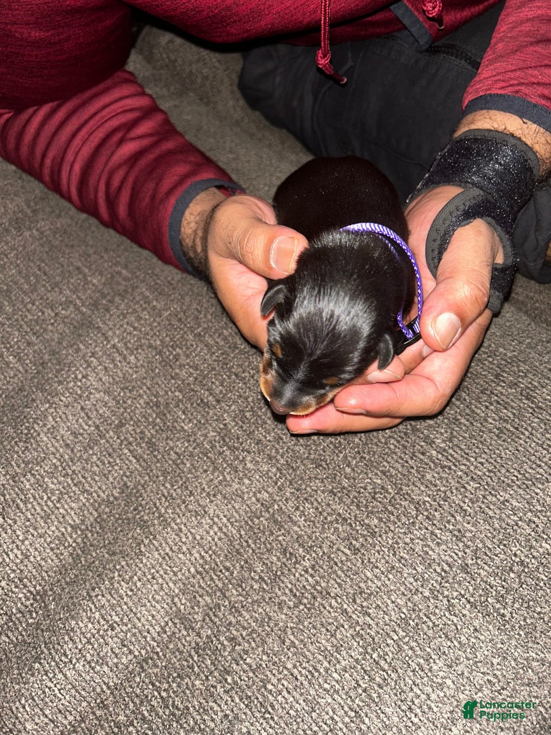 Doberman Pinscher dogs for sale: Purple Collar - Image 5