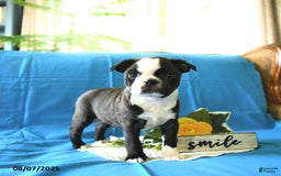 Boston Terrier dogs for sale: Landon - Image 1