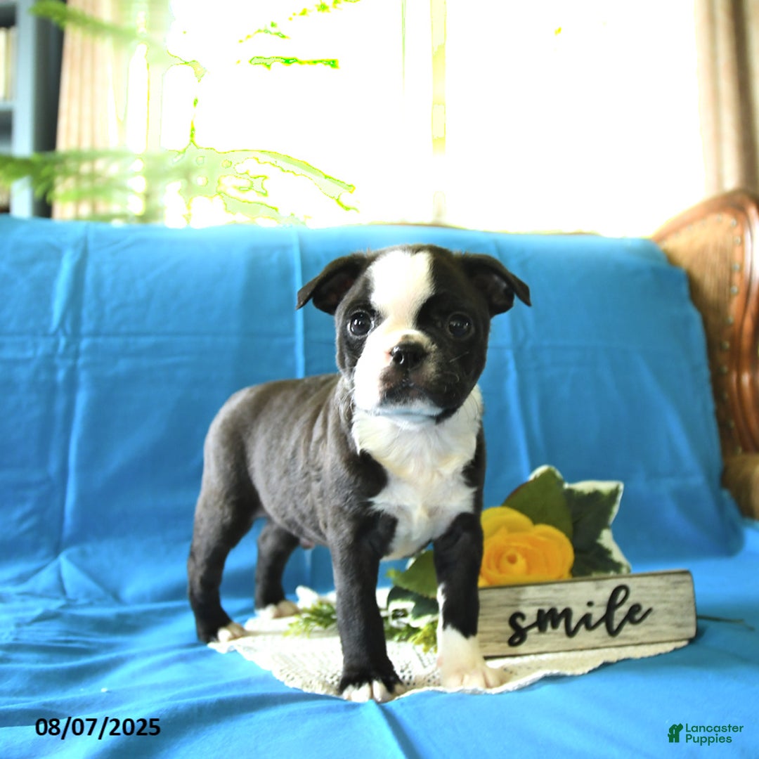 Boston Terrier dogs for sale: Landon - Image 1