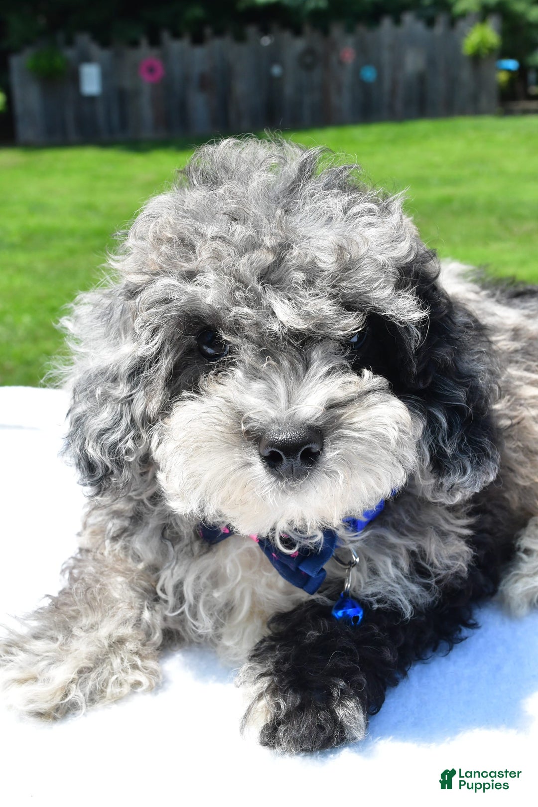 Miniature Poodle dogs for sale: Jethro - Image 2