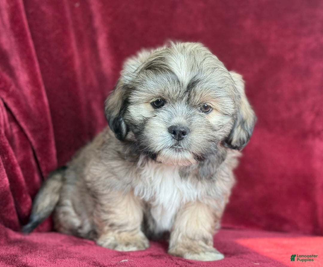 Shih Tzu dogs for sale: Dick - Image 7