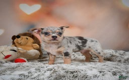 Chihuahua dogs for sale: Benji - Image 6